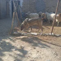 سگ پژدر