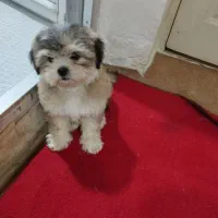 اسگ آپارتمانی شیتزو