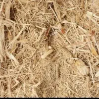 باگاس نیشکر|حیوانات مزرعه|کیش, |دیوار