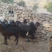 بز با کهره بزرگ|حیوانات مزرعه|دوگنبدان, |دیوار