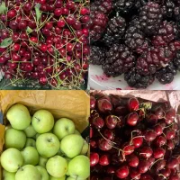 فر‌وش عمده میوه ارگانیک مستقیم از باغ