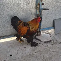 سه مرغ ویک خروس برهما