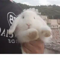 خرگوش لوپ بالغ سفید چشم ابی