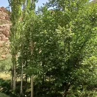 فروش زمین ۴۰۳ متری جاده چالوس، کنار رودخانه|فروش زمین و ملک کلنگی|آسارا, |دیوار
