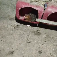 دو عدد مرغ کرک