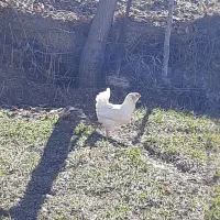 خروس و مرغ گلین