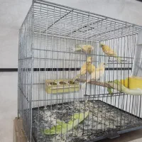 قناری|لوازم جانبی حیوانات|محمدیه-قزوین, |دیوار