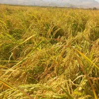 فروش چلتوک برنج لنجون اصفهانی