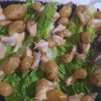 حلزون مولد ۹ و ۸ سانتی