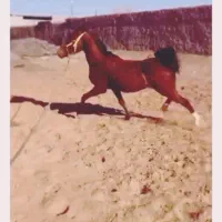 ...ک|اسب و تجهیزات اسب‌سواری|یزد, |دیوار