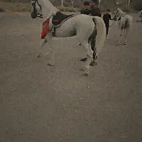 اسب نریان|اسب و تجهیزات اسب‌سواری|جیرفت, |دیوار