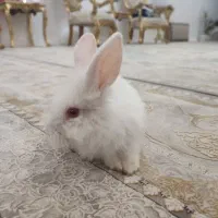خرگوش لوپ معاوضه