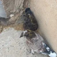 جوجه قاره کاکولی یه جفت