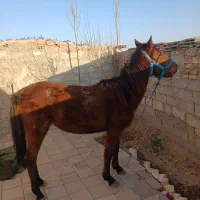 اسب مادیان سه ساله کرد ارام