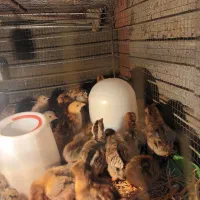 جوجه گلین  و محلی