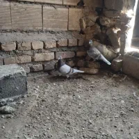 اقون زات دار|پرنده|نصر آباد, |دیوار