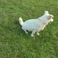 سگ پاکوتاه خوشگل اص معاوضه هم دارم|سگ|چابکسر, |دیوار