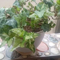 قاشقی برگ بیدی پاپیتال|گل و گیاه طبیعی|تهران, بهداشت|دیوار