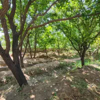 400 متر باغ مشجر / پیشک 1 / فنس کشی شده /چسب بافت|فروش زمین و ملک کلنگی|محمدشهر, محمدشهر|دیوار