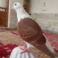 کبوتر دستی