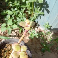 نیروی کار خانم ، آقا جهت فروشندگی در گلخانه