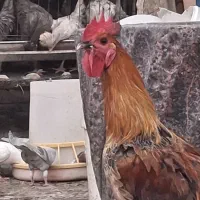خروس گلین جوان و پر انرژی