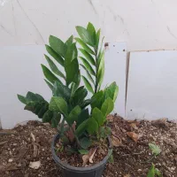 گل و گیاه زامفولیا