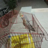 عروس هلندی