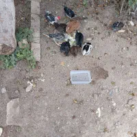چوری مرغ گلین سالم سر حال با قفس بزرگ