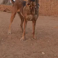 سگ ماده پژدر