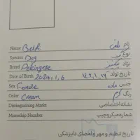 سگ پیکینیز امپریال|سگ|تبریز, |دیوار