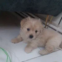 فروش فوری سگ پاکوتاه