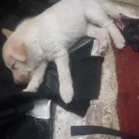 سگ سراب واگذاری|سگ|بهارستان, |دیوار