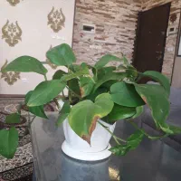 گل پتوس بزرگ