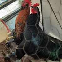 مرغ زنده مرغ خروس خونی|حیوانات مزرعه|مشهد, بهمن|دیوار