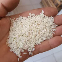 برنج عنبربو شوشتر اصل