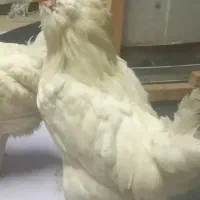مرغ و خروس گلین همراه ۲ جوجه