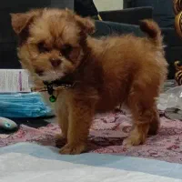 سگ شیتزو سایز کوچیک