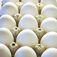 تخم مرغ|خوردنی و آشامیدنی|تهران, شهرآرا|دیوار