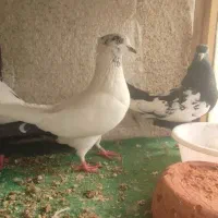 ۶ تا کفتر . کبوتر|حیوانات|مشهد, شهرک مهر آباد|دیوار