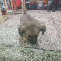 سلام سگ شیتزو|سگ|مشهد, شهید معقول|دیوار