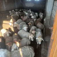 بره نر چاق درجه یک