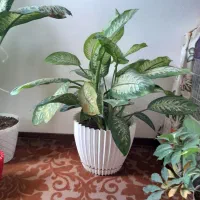 فروش انواع گل اپارتمانی