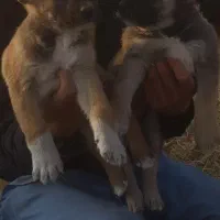 توله گله ای و نگهبان