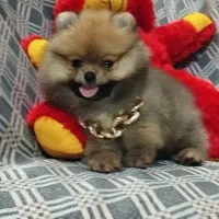 واگذاری پامر خرسی عروسکی اصیل|سگ|تهران, علم و صنعت|دیوار