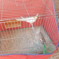 عروس هلندی یک جفت