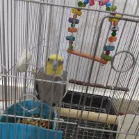 عروس هلندی نر سینامون