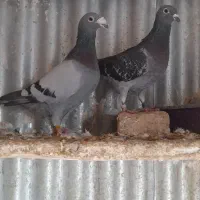 کبوتر آلمانی