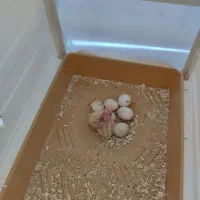 عروس هلندی|پرنده|قروه, |دیوار