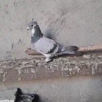 کبوتر معمولی گرفتنی